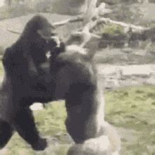 monkeys fighting gif.